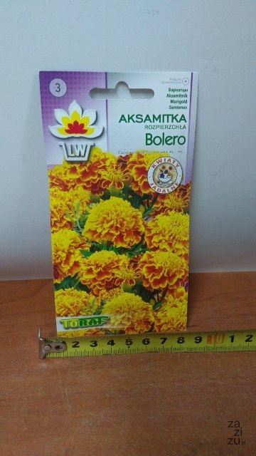 Nasiona AKSAMITKA BOLERO 1g Nasiona AKSAMITKA BOLERO 1g