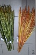 Gałązka 6szt KŁOS ŻYTA Gałązka 6szt KŁOS ŻYTA