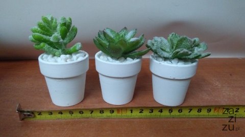 Kaktusy 12szt. w doniczce 18cm | ART15001 Kaktusy 12szt. w doniczce 18cm | ART15001