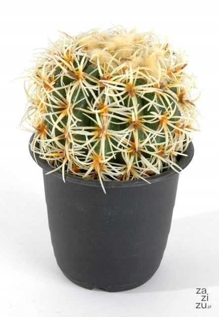 Kwiat KAKTUS kula 16,5cm | 8623501400 Kwiat KAKTUS kula 16,5cm | 8623501400