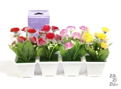 Kwiatki ala stokrotki w doniczce 18 cm Kwiatki ala stokrotki w doniczce 18 cm