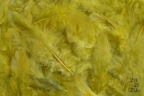 Pierze naturalne barwione oliwkowy 7-12cm 10g | HM0003_398 Pierze naturalne barwione oliwkowy 7-12cm 10g | HM0003_398