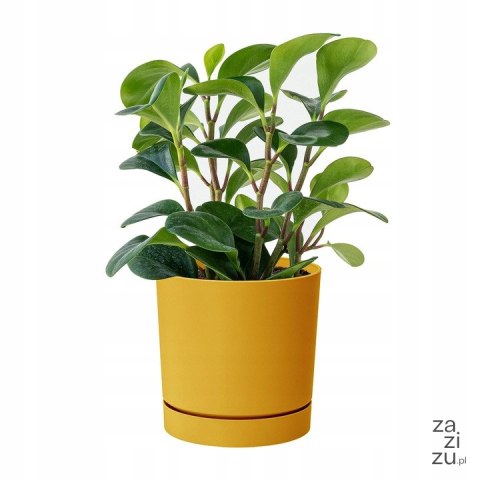 Doniczka TUBO PM 11cm - musztardowy Doniczka TUBO PM 11cm - musztardowy