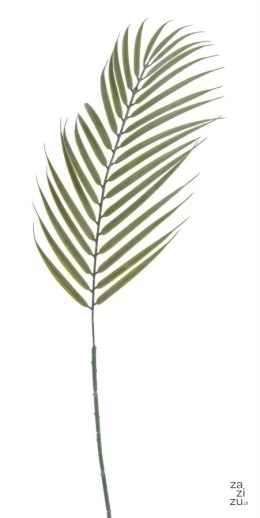Liść palmy 12szt. 70cm | B-07280