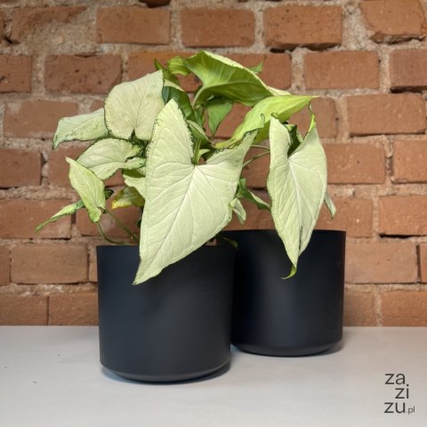 Doniczka TUBO antracyt 10,8cm Doniczka TUBO antracyt 10,8cm