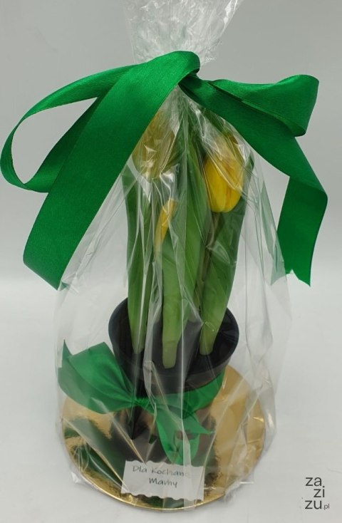 Kwiat w doniczce 24cm TULIPAN dla Cudownej Mamy Kwiat w doniczce 24cm TULIPAN dla Cudownej Mamy