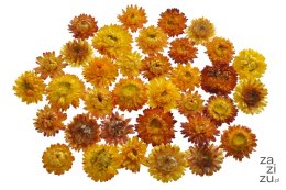 Kocanka główka - suszony kwiat 3-5cm, 50g POMARAŃCZOWA WOL-05KOL_OR