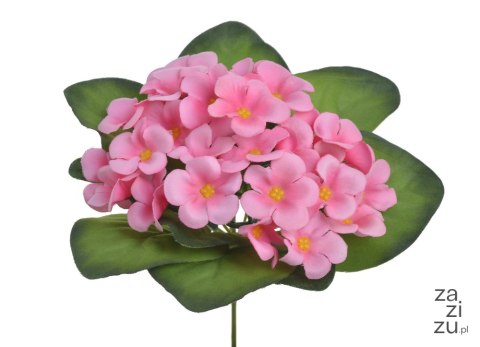 Fiolek afrykański 18cm. Różowy 86CAN3021209_02 Fiolek afrykański 18cm. Różowy 86CAN3021209_02