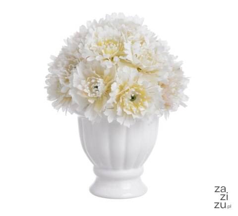 Goździki w doniczce białe 16cm 11P95157 Goździki w doniczce białe 16cm 11P95157